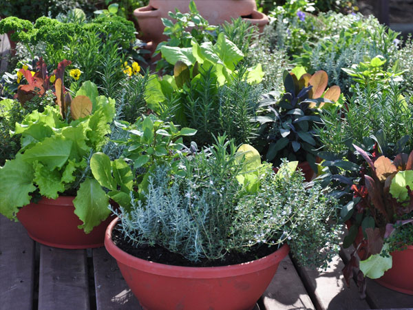 A legjobb zöldségnövények kis kertterületeken