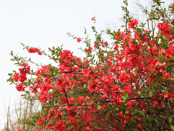 15 piros virágú bokor, ami feldobja a kert hangulatát ...