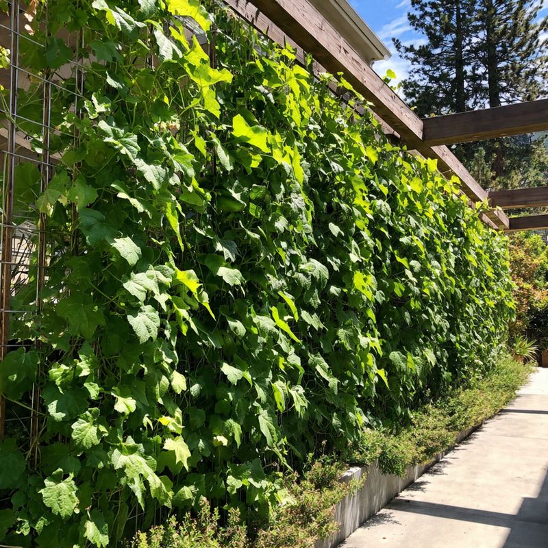 drótkerítés uborka futtató lugas