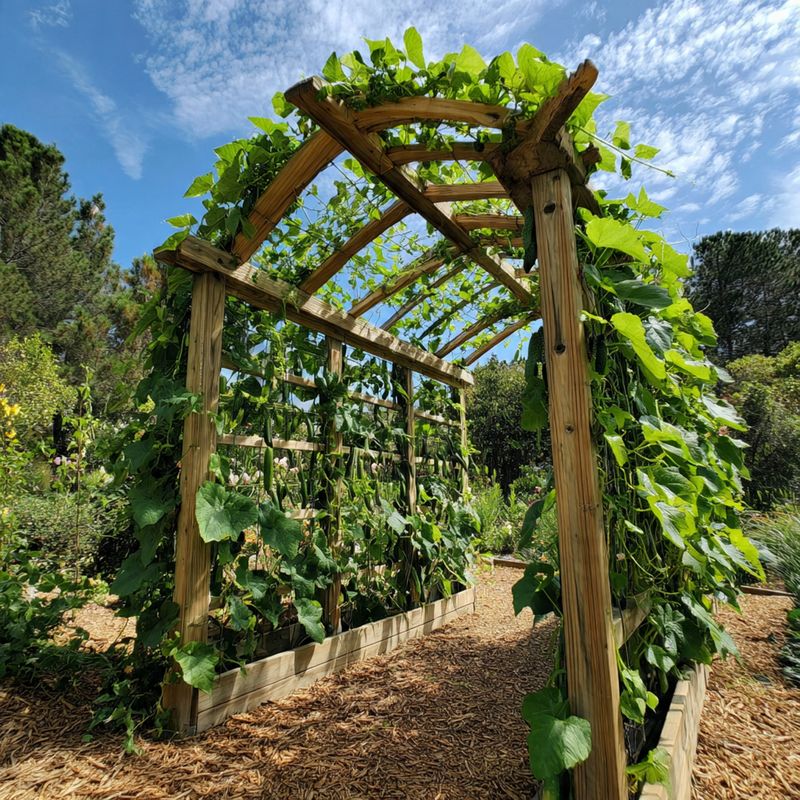 uborka futtatás íves rács