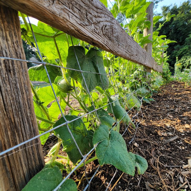 uborka futtatás fa és madzag rács