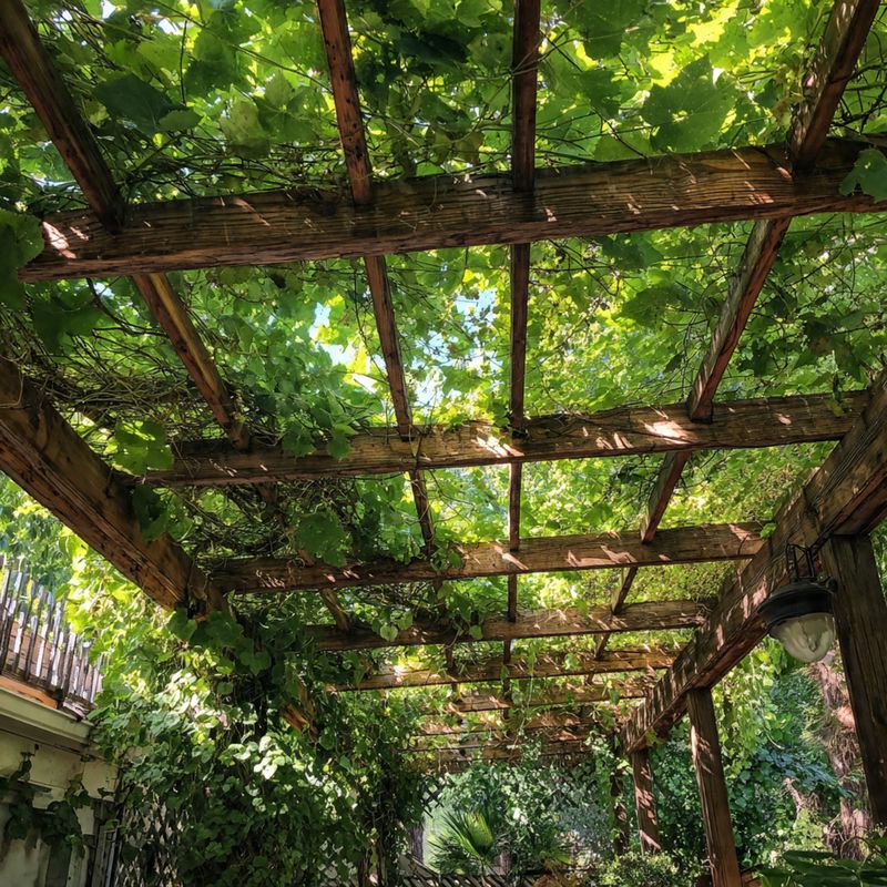 uborka pergola futattó lugas